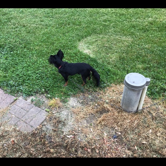 I Got A New Dog .. this is Petey - Picture 7 of 8